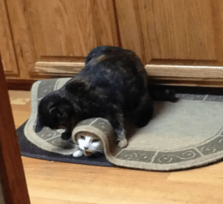 Illustration de l'article : 20 photos poilantes de chiens et de chats laissant s'exprimer leur côté démoniaque, mais qu'on adore malgré tout