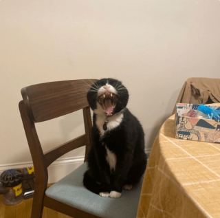 Illustration de l'article : 20 photos poilantes de chiens et de chats laissant s'exprimer leur côté démoniaque, mais qu'on adore malgré tout