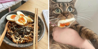 Illustration de l'article : 20 photos poilantes de chiens et de chats laissant s'exprimer leur côté démoniaque, mais qu'on adore malgré tout