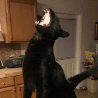 Illustration de l'article : 20 photos poilantes de chiens et de chats laissant s'exprimer leur côté démoniaque, mais qu'on adore malgré tout