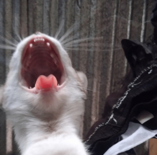 Illustration de l'article : 20 photos poilantes de chiens et de chats laissant s'exprimer leur côté démoniaque, mais qu'on adore malgré tout