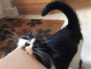 Illustration de l'article : 20 photos poilantes de chiens et de chats laissant s'exprimer leur côté démoniaque, mais qu'on adore malgré tout