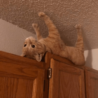 Illustration de l'article : 20 photos poilantes de chiens et de chats laissant s'exprimer leur côté démoniaque, mais qu'on adore malgré tout