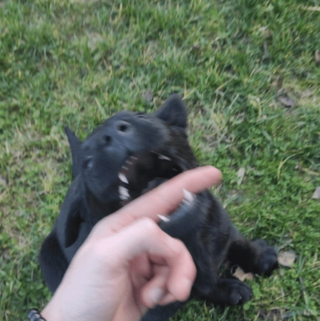 Illustration de l'article : 20 photos poilantes de chiens et de chats laissant s'exprimer leur côté démoniaque, mais qu'on adore malgré tout