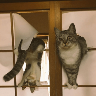 Illustration de l'article : 20 photos poilantes de chiens et de chats laissant s'exprimer leur côté démoniaque, mais qu'on adore malgré tout