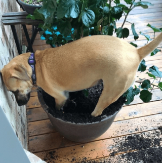 Illustration de l'article : 20 photos poilantes de chiens et de chats laissant s'exprimer leur côté démoniaque, mais qu'on adore malgré tout