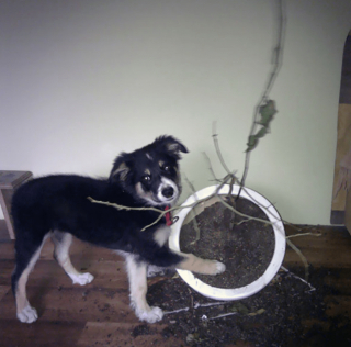 Illustration de l'article : 20 photos poilantes de chiens et de chats laissant s'exprimer leur côté démoniaque, mais qu'on adore malgré tout