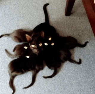 Illustration de l'article : 20 photos poilantes de chiens et de chats laissant s'exprimer leur côté démoniaque, mais qu'on adore malgré tout