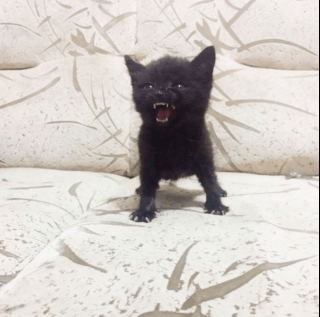 Illustration de l'article : 20 photos poilantes de chiens et de chats laissant s'exprimer leur côté démoniaque, mais qu'on adore malgré tout