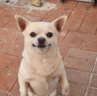 Illustration de l'article : 20 photos poilantes de chiens et de chats laissant s'exprimer leur côté démoniaque, mais qu'on adore malgré tout