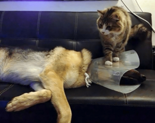 Illustration de l'article : 20 photos poilantes de chiens et de chats laissant s'exprimer leur côté démoniaque, mais qu'on adore malgré tout