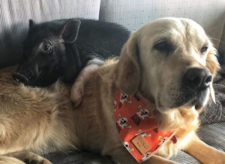Illustration de l'article : Ce cochon et cette Golden Retriever sont liés d’une complicité hors du commun
