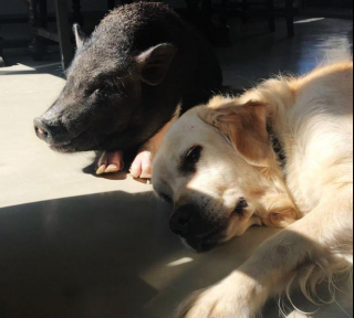 Illustration de l'article : Ce cochon et cette Golden Retriever sont liés d’une complicité hors du commun