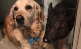 Illustration de l'article : Ce cochon et cette Golden Retriever sont liés d’une complicité hors du commun