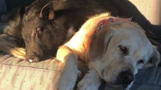 Illustration de l'article : Ce cochon et cette Golden Retriever sont liés d’une complicité hors du commun