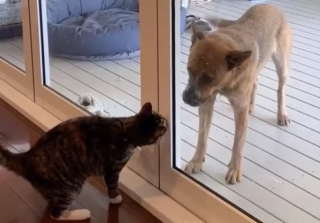 Illustration de l'article : Malgré un an de séparation, cette chienne et ce jeune chat s’aiment comme au premier jour ! (vidéo)