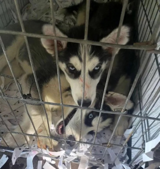 Illustration de l'article : Les policiers interceptent un van suspect et y découvrent 72 chiots dans un état lamentable