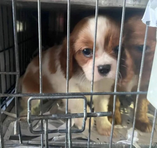 Illustration de l'article : Les policiers interceptent un van suspect et y découvrent 72 chiots dans un état lamentable