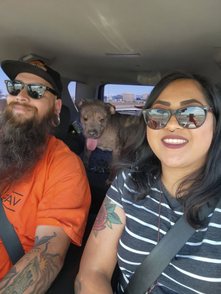 Illustration de l'article : Ce Pitbull, retrouvé dans le désert, a été abandonné pour la troisième fois