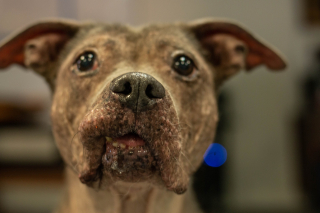 Illustration de l'article : Ce Pitbull, retrouvé dans le désert, a été abandonné pour la troisième fois