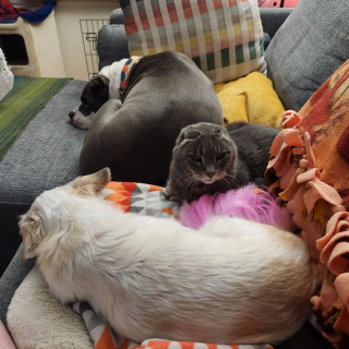 Illustration de l'article : À la suite d’une opération chirurgicale, cette chatte ne ressemble pas aux autres, mais elle séduit les internautes 