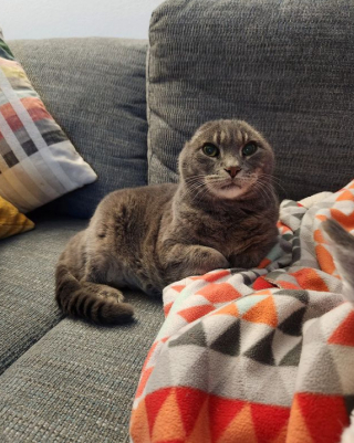 Illustration de l'article : À la suite d’une opération chirurgicale, cette chatte ne ressemble pas aux autres, mais elle séduit les internautes 