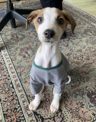 Illustration de l'article : Une famille entière de Lévriers a été retrouvée affamée dans des conditions de vie déplorables