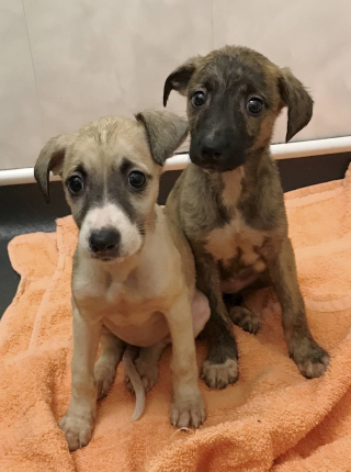 Illustration de l'article : Une famille entière de Lévriers a été retrouvée affamée dans des conditions de vie déplorables