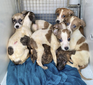 Illustration de l'article : Une famille entière de Lévriers a été retrouvée affamée dans des conditions de vie déplorables