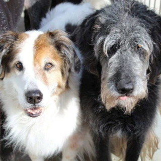 Illustration de l'article : N’ayant pas trouvé de refuge pour le chien de son père décédé, cette femme a ouvert son propre sanctuaire et accueille maintenant plus de 80 animaux chez elle !