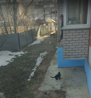 Illustration de l'article : Vidéo : Vivant dans un appartement sans chatière, ces chats se font hisser par la fenêtre à l’aide d’un drap déroulé par leur propriétaire !