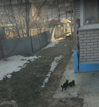 Illustration de l'article : Vid&eacute;o : Vivant dans un appartement sans chati&egrave;re, ces chats se font hisser par la fen&ecirc;tre &agrave; l&rsquo;aide d&rsquo;un drap d&eacute;roul&eacute; par leur propri&eacute;taire !