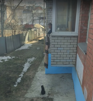 Illustration de l'article : Vidéo : Vivant dans un appartement sans chatière, ces chats se font hisser par la fenêtre à l’aide d’un drap déroulé par leur propriétaire !