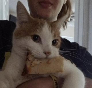 Illustration de l'article : 13 photos confirmant que les chats sont des comiques hors pair tout en restant sublimes