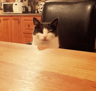 Illustration de l'article : 13 photos confirmant que les chats sont des comiques hors pair tout en restant sublimes