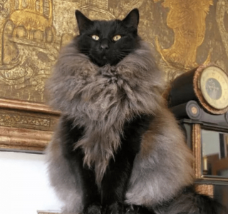 Illustration de l'article : 13 photos confirmant que les chats sont des comiques hors pair tout en restant sublimes