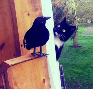Illustration de l'article : 13 photos confirmant que les chats sont des comiques hors pair tout en restant sublimes
