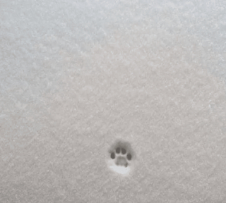 Illustration de l'article : 13 photos confirmant que les chats sont des comiques hors pair tout en restant sublimes