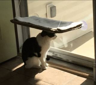 Illustration de l'article : 13 photos confirmant que les chats sont des comiques hors pair tout en restant sublimes