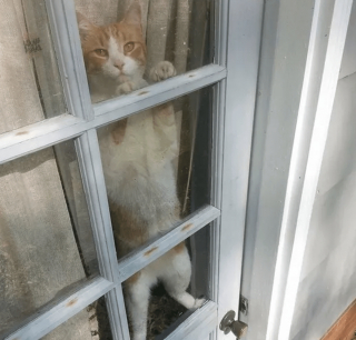 Illustration de l'article : 13 photos confirmant que les chats sont des comiques hors pair tout en restant sublimes