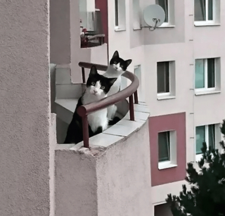 Illustration de l'article : 13 photos confirmant que les chats sont des comiques hors pair tout en restant sublimes