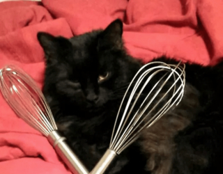 Illustration de l'article : 13 photos confirmant que les chats sont des comiques hors pair tout en restant sublimes