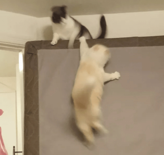 Illustration de l'article : 13 photos confirmant que les chats sont des comiques hors pair tout en restant sublimes