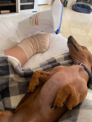 Illustration de l'article : 14 photos craquantes de chiens vaincus par le sommeil et qu'on n'oserait réveiller sous aucun prétexte