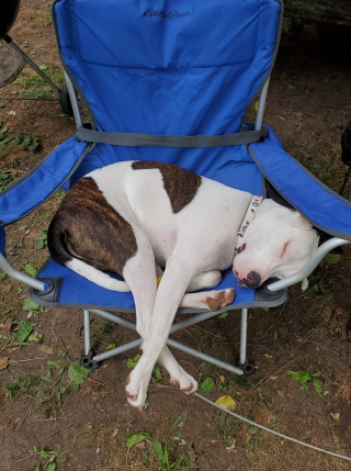 Illustration de l'article : 14 photos craquantes de chiens vaincus par le sommeil et qu'on n'oserait réveiller sous aucun prétexte