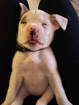 Illustration de l'article : 14 photos craquantes de chiens vaincus par le sommeil et qu'on n'oserait réveiller sous aucun prétexte