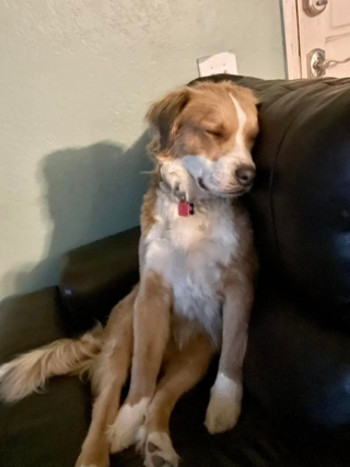 Illustration de l'article : 14 photos craquantes de chiens vaincus par le sommeil et qu'on n'oserait réveiller sous aucun prétexte