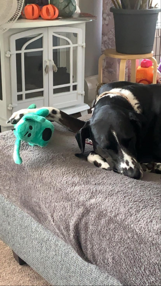 Illustration de l'article : 14 photos craquantes de chiens vaincus par le sommeil et qu'on n'oserait réveiller sous aucun prétexte