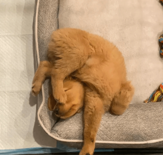 Illustration de l'article : 14 photos craquantes de chiens vaincus par le sommeil et qu'on n'oserait réveiller sous aucun prétexte