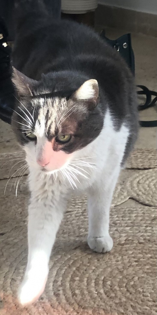 Illustration de l'article : La folle histoire de Pompon, mascotte d’une entreprise, qui a voyagé à travers la France à son insu